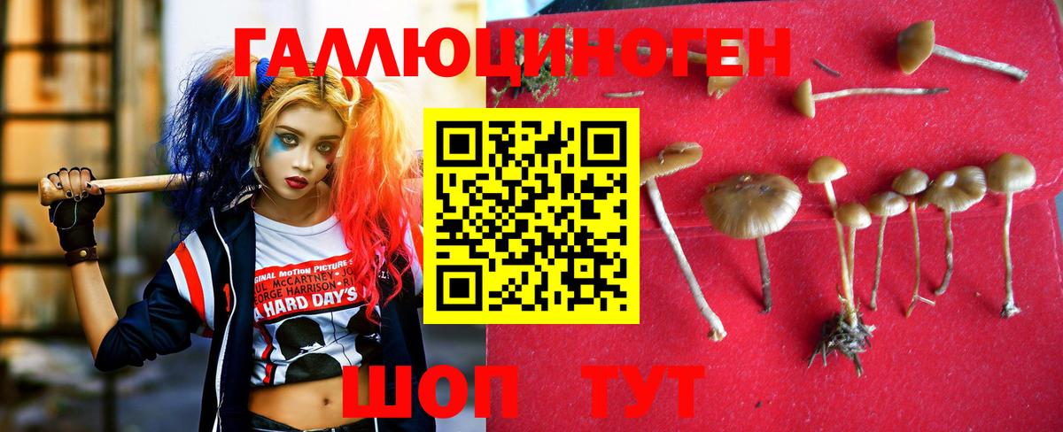 Южно-Сахалинск  Галлюциногенные грибы Psilocybine cubensis  Вход с VPN 